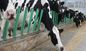 Tenda livre humanizada da vaca de L250mm para a alimentação das vacas