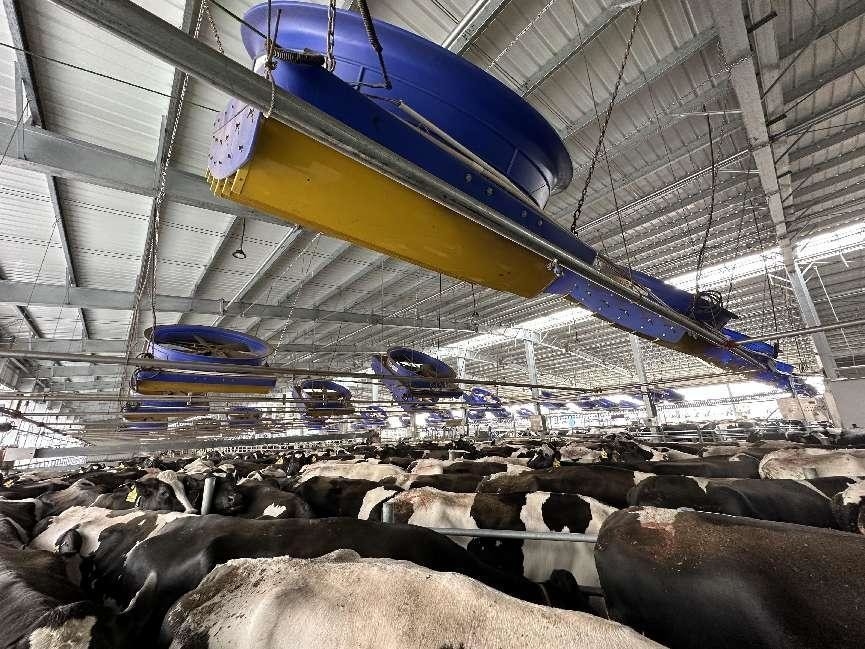 Ventilador de refrigeração de ventilação de 72 polegadas para vacas / bovinos Casa de bezerro / fazenda de laticínios / celeiro