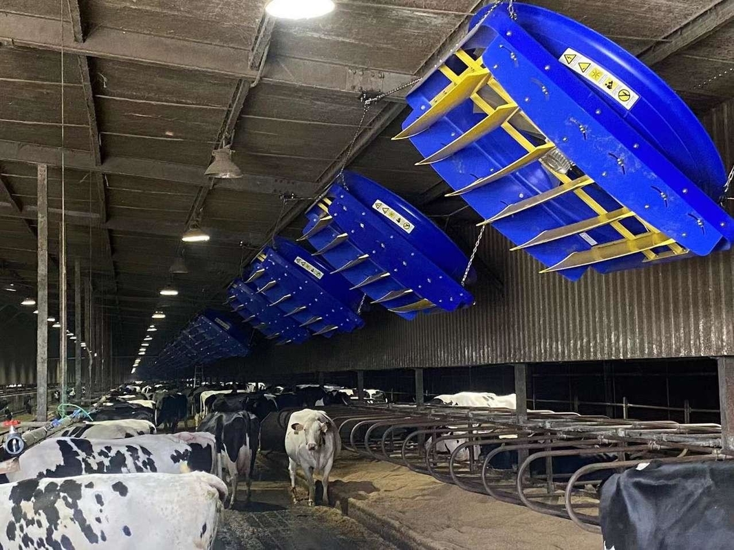 Ventilador de refrigeração de ventilação de 72 polegadas para vacas / bovinos Casa de bezerro / fazenda de laticínios / celeiro