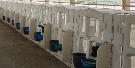 A caneta de alta qualidade feita de LLDPE branco é a escolha ideal para a criação segura e confortável de bezerros