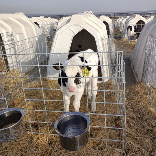 Cabana de vitela ventilada para garantir o fluxo de ar ideal e o conforto dos bezerros jovens