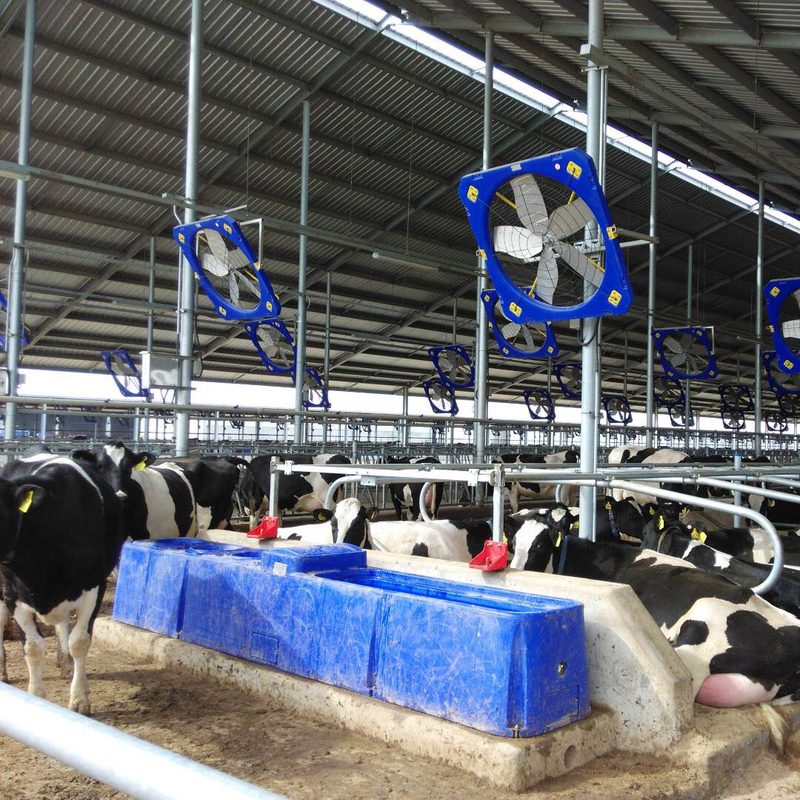 Bebedouro para Vacas Acessível para Irrigação Pesada Comprimento 400cm/13,1 pés. Largura 67cm/2,2 pés