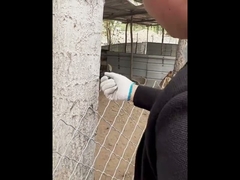 Standard Ring Insulator-Black Electric Fencing Wood Post Insulator Screw-In Ring Insulator